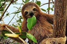 Panama Eco Adventure: Gatun Lake, Aerial Tram & Sloth Sanctuary
