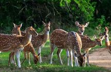 Leopard Half Day Yala National Park Eleven Safari