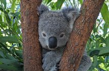 Koalas, Kangaroos & Water Falls: Private Day Tour from Sydney