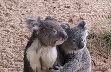 Koalas, Kangaroos & Water Falls: Private Day Tour from Sydney