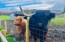 Full-Day Trip: Glenfinnan Viaduct & The Highlands from Edinburgh