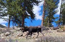 4WD Panoramic Peak Photo Tour in Estes Park