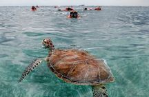 Snorkel Tulum: 2 reef point, 1 hour 20 minutes tour