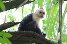 Terraba-Sierpe Mangrove Tour 
