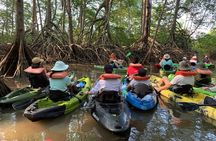Terraba-Sierpe Mangrove Tour 