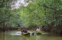 Terraba-Sierpe Mangrove Tour 