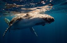 Sydney Whale Watching Adventure Cruise