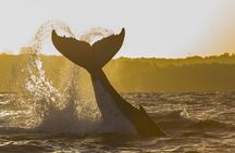 Sydney Whale Watching Adventure Cruise