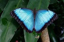 Private Tour to Llanos de Cortés Falls and Rainforest