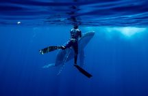 Private Whale Watching Adventure in Mo'orea