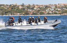 Sydney Whale Watching on Small RIB