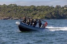 Sydney Whale Watching on Small RIB