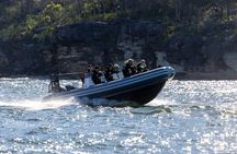 Sydney Whale Watching on Small RIB