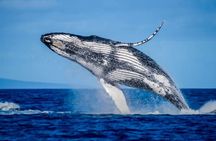 Mooloolaba Whale Watching – Small Group Tour