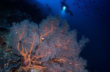 Night Dive