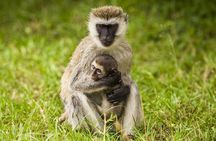 Nairobi National Park Half Day Tour