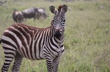 2-Day Mid-Range Safari to Tarangire & Ngorongoro Crater