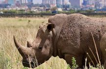 Nairobi National Park Half Day Tour