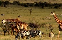Half Day Safari Tour from Durban 