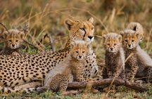 From Plains to Crater: 3-Day Midrange Safari in Northern Tanzania