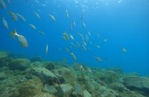 South of Tenerife : DSD Scuba Diving for beginners, Adeje