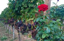 Winery Tour and Tasting in Abruzzo