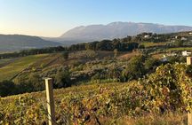 Discover Abruzzo: Winery Tour and Wine Tasting with Meal