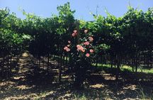 Discover Abruzzo: Winery Tour and Wine Tasting with Meal