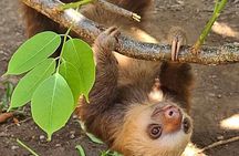 Panama Aerial Tram & Sloth Encounter Combo Tour