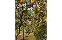 Nonno Mario Sorrento Lemon tour