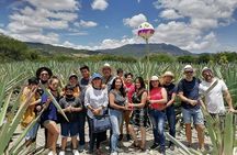 Distillery Tour and Agave Fields by Mal de Amor Mezcal