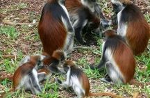Jozani Forest and Spice Farm
