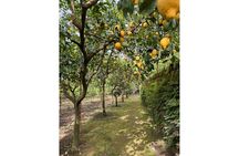 Nonna Concettina Sorrento Lemon Tour