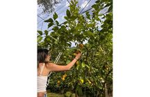 Nonna Concettina Sorrento Lemon Tour