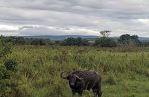 Private one day Game Drive in Akagera National Park with Lunch