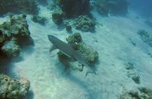 Snorkeling Tour at Caño Island 