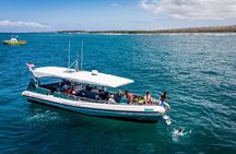 Kona Shore Excursion: Wild Dolphin Reefs Snorkel and Sea Caves 