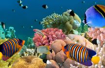 Kona Shore Excursion: Wild Dolphin Reefs Snorkel and Sea Caves 