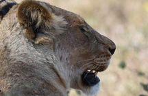 Half day game drive
