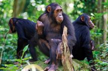 3 Day Chimpanzee Trek in Nyungwe Forest and Lake Kivu Holiday