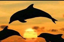 Baraka Aquarium and Dolphin Sightseeing with Sunset Cruise 
