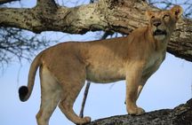 3 Days Safari to Tarangire and Ngorongoro Crater