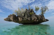 Dolphin Sighting at Sunrise in Mauritius with a snorkeling spot