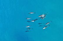 Dolphin Sighting at Sunrise in Mauritius with a snorkeling spot
