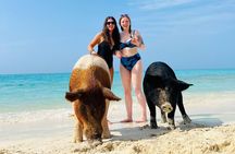 Perfect Day - Pigs, Turtles, Snorkel & Lunch