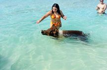 Half Day - Pigs, Turtles, Snorkel & Lunch