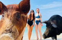 Half Day - Pigs, Turtles, Snorkel & Lunch