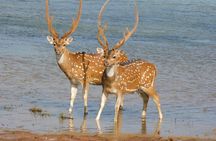 Yala National Park High-Luxury PRIVATE Tours with Entry Tickets