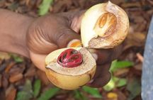 Full Day Private Stone Town, Spice Farm & Prison Island Tour