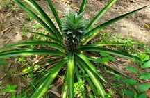 A private half day spice farm with a cooking lesson